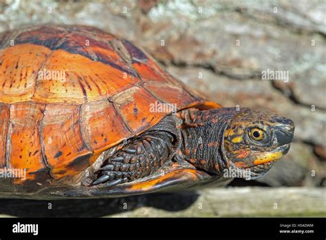 八角龜|黑腹花背箱龜 Flowerback box turtle